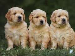 Golden Retriever / Golden Retriever Puppies For Sale