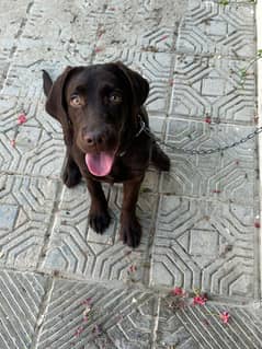 CHOCOLATE LAB PEDIGREE CHAMPION BLOODLINE