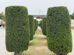 T&T F-17 30x60 PLOT AVAILABLE FOR SALE