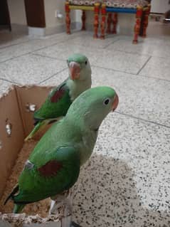 Raw parrot chicks pair for sale.