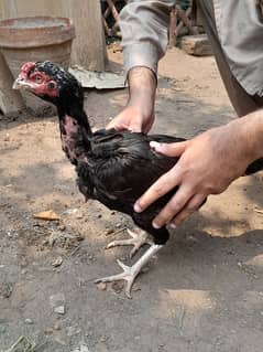Reasonable Aseel Hen for Sale.