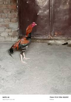 Lakha