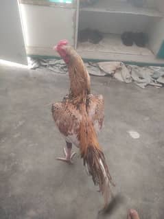 shajrah murgha or murghi with 6 chicks