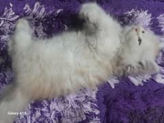 persion kitten