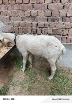 mundra pure urgent sale