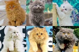 Persian triple coated punch face kitten available for sale
