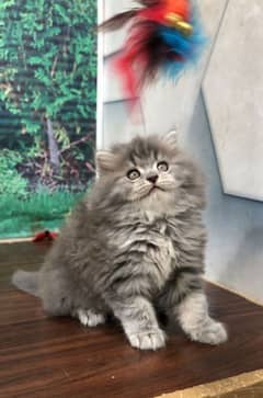 Persian
