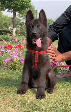 long coat Garman shepherd female for sale