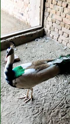 peacock