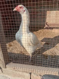 top quality white Heera Aseel female