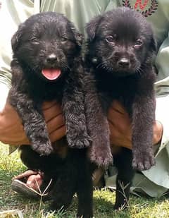German Shepherd puppy | Puppies For Sale