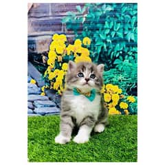 Persian triple coated punch face kitten available for sale