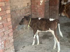 sale milking cow