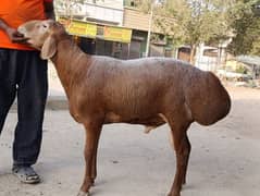 Turkey Dumba | Sheep | Dumba | Karachi