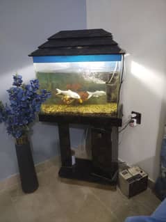 Fish