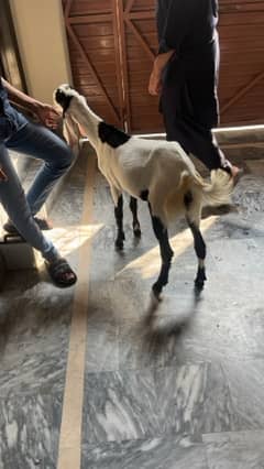 goat