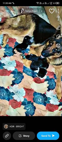 German Shepherd puppies
