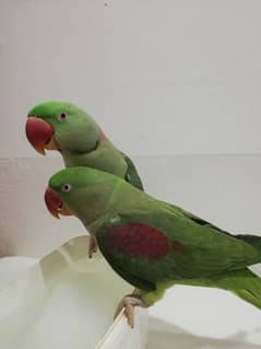Raw parrots