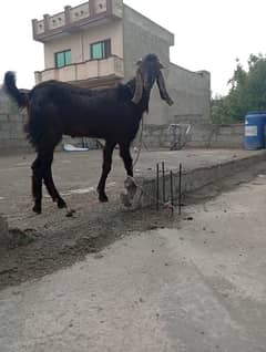 Donday male desi Bakray for eid