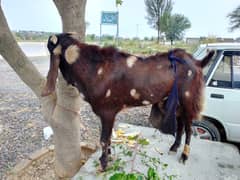 beetal bakra for sale