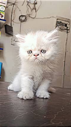 PERSAIN TRIPLE COTED KITTEN