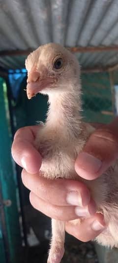 Hera aseel chicks for sale