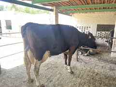 Holstein friesian