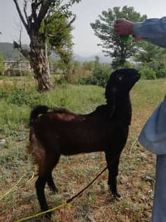 Qurbani ka bakra