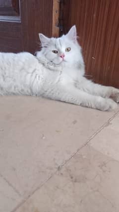 cat cat