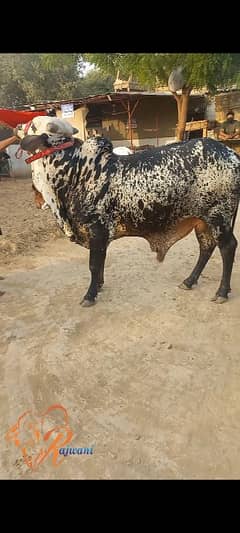 Cholistani