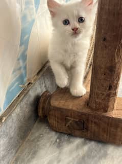 Kitten semi blue eyes