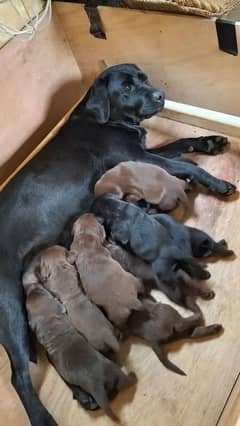 100% British Labrador chocolate/Black | Puppies | Dog | Labrador Puppy