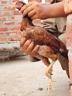 aseel madi mainwali for sale full healthy