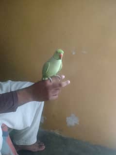 Green Ring Neck Healthy And Active