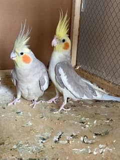 Cocktail Parrots Pair