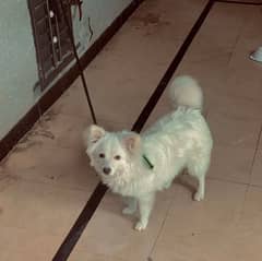 RUSSIAN PUPY