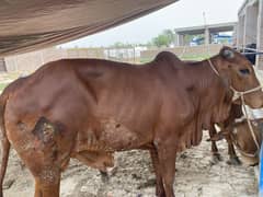 Qurbani