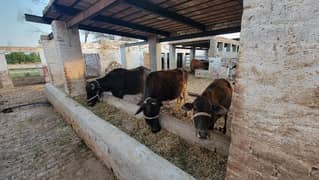 Choti Baffloe Qurbani for sale
