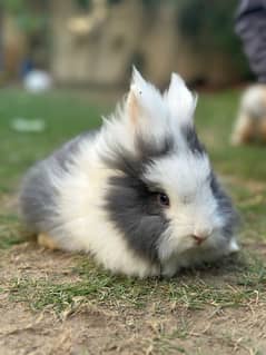 Lion head english angoora bunnies for sale