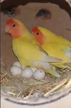 Lutino Breeding Pair with eggs and with chick