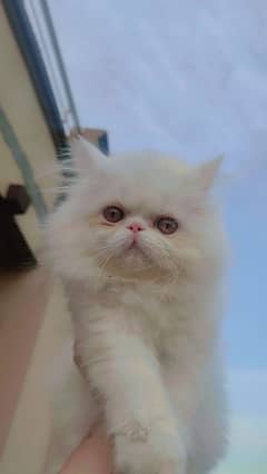 persian peke female kitten