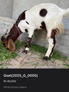 Qurbani bakra for sale