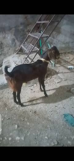 2 Dant Bakra For Sale