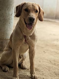 Labrador retriever
