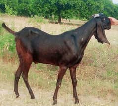 bakrA