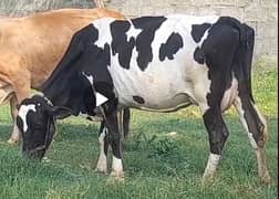 Imported Cow Breed