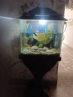 Fish Equriam