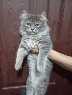 Age 3 month and 15 days
