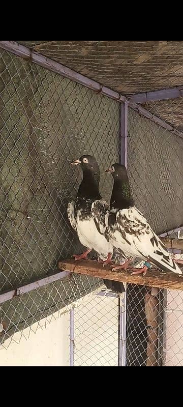 Royal Teddi pair for sale 0