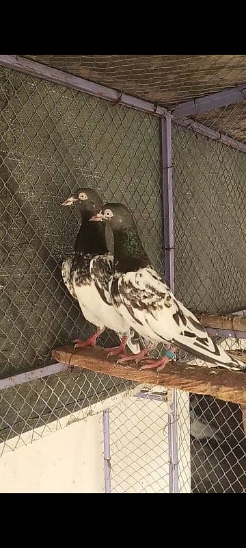 Royal Teddi pair for sale 1